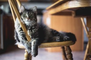 Katzenbetreung Ostholstein Nachbarschaftshilfe