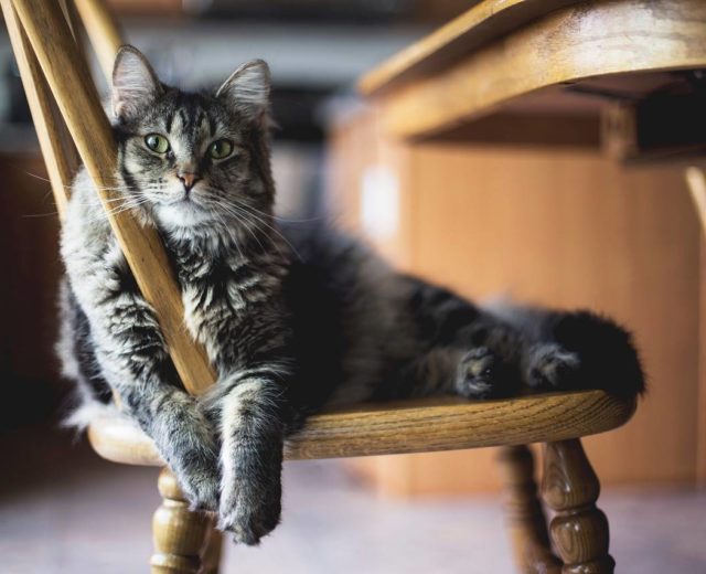 Katzenbetreung Ostholstein Nachbarschaftshilfe