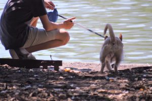 Tierpflege Ostholstein Nachbarschaftshilfe